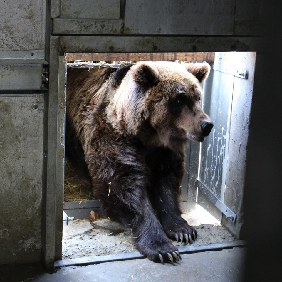 Медведица Ласка. ФОТО: FOUR PAWS International