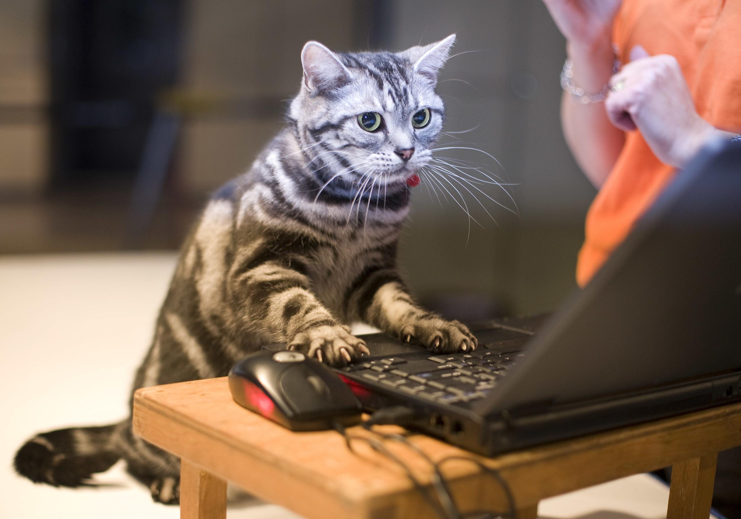 Извинить сидеть. Кошка за компьютером. Котик с компьютером. Кошка и компьютер. Кот с компом.