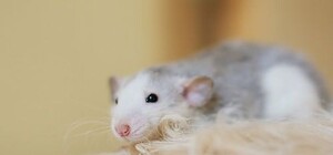 Неприятного аппетита: в Шевченковском районе в супермаркете продают овсянку с крысиным пометом