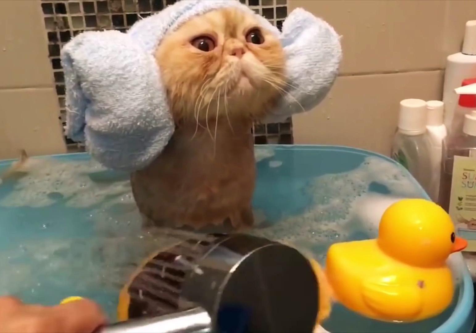 Кота моют в ванне. Кот в ванной. Кот моется. Котёнок купается в ванной. Смешные котики в ванной.