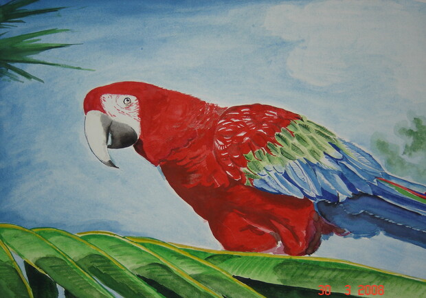 Красочные рисунки попугаев для детей