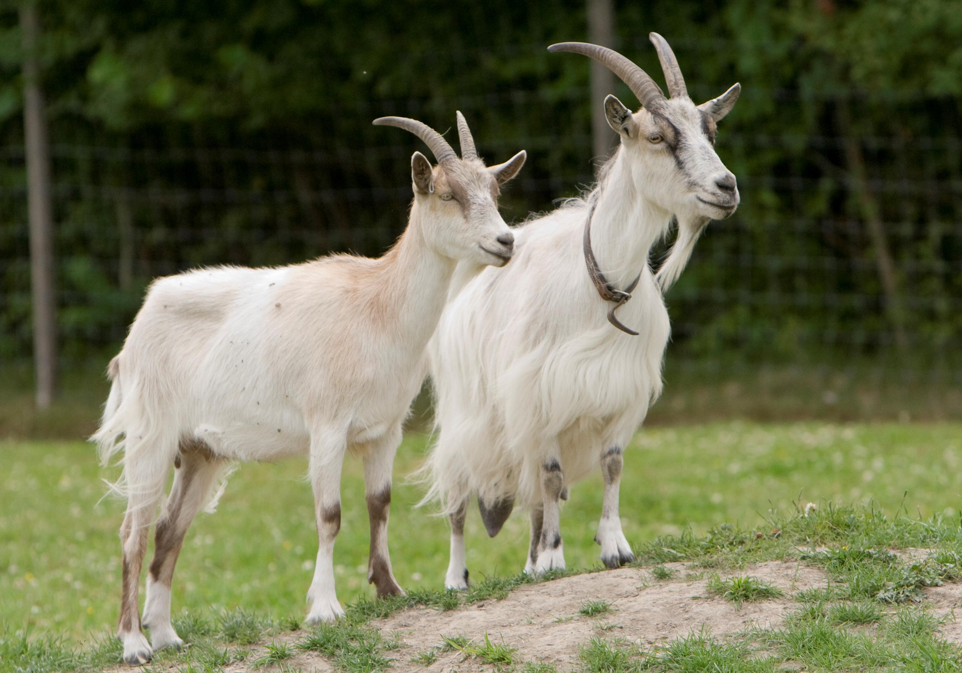 The goat. Ангорская коза. Финские козы. Коза домашняя. За.