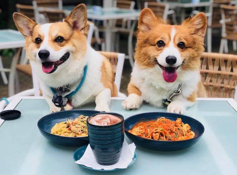 5 pet-friendly кафе Запорожья / фото: pinterest.com