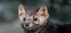 Незваный гость: в Киеве куница пробралась в квартиру и устроила погром