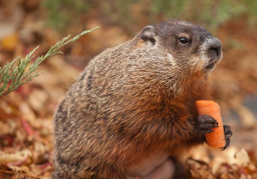 Альпийский сурок. Marmota broweri. Известные сурки. Длиннохвостый сурок. Сурок фил из панксатони.