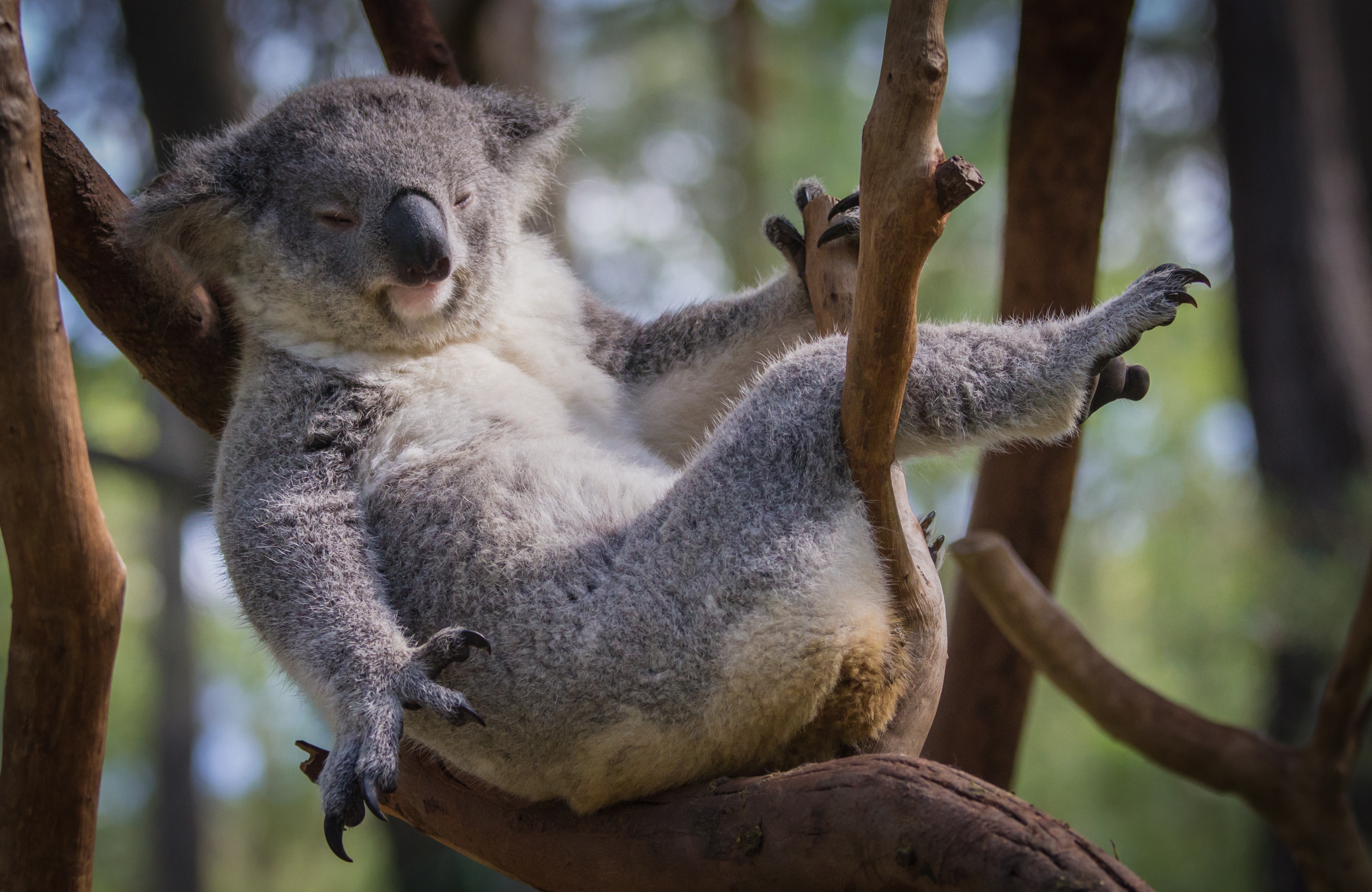 Макака коалу. Коала. Австралийская коала. Коала в Австралии фото. Смешная коала.
