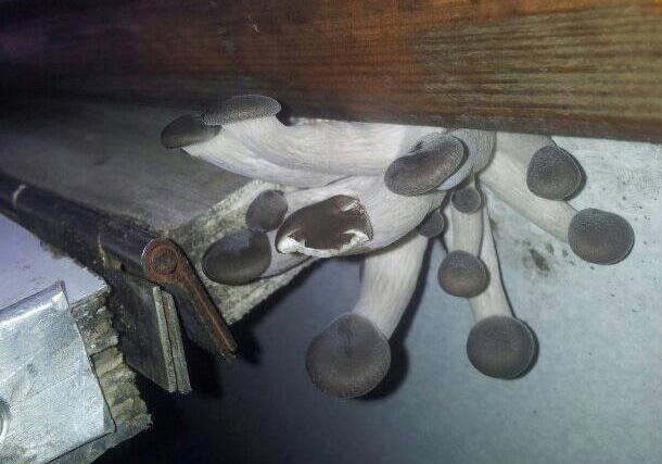 В поезде "Запорожье-Бердянск" растут грибы / фото: fb Приднепровская железная дорога
