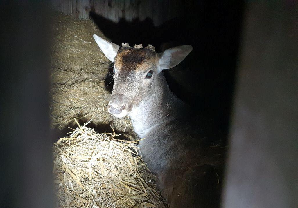 Фото: Kyiv Animal Rescue Group