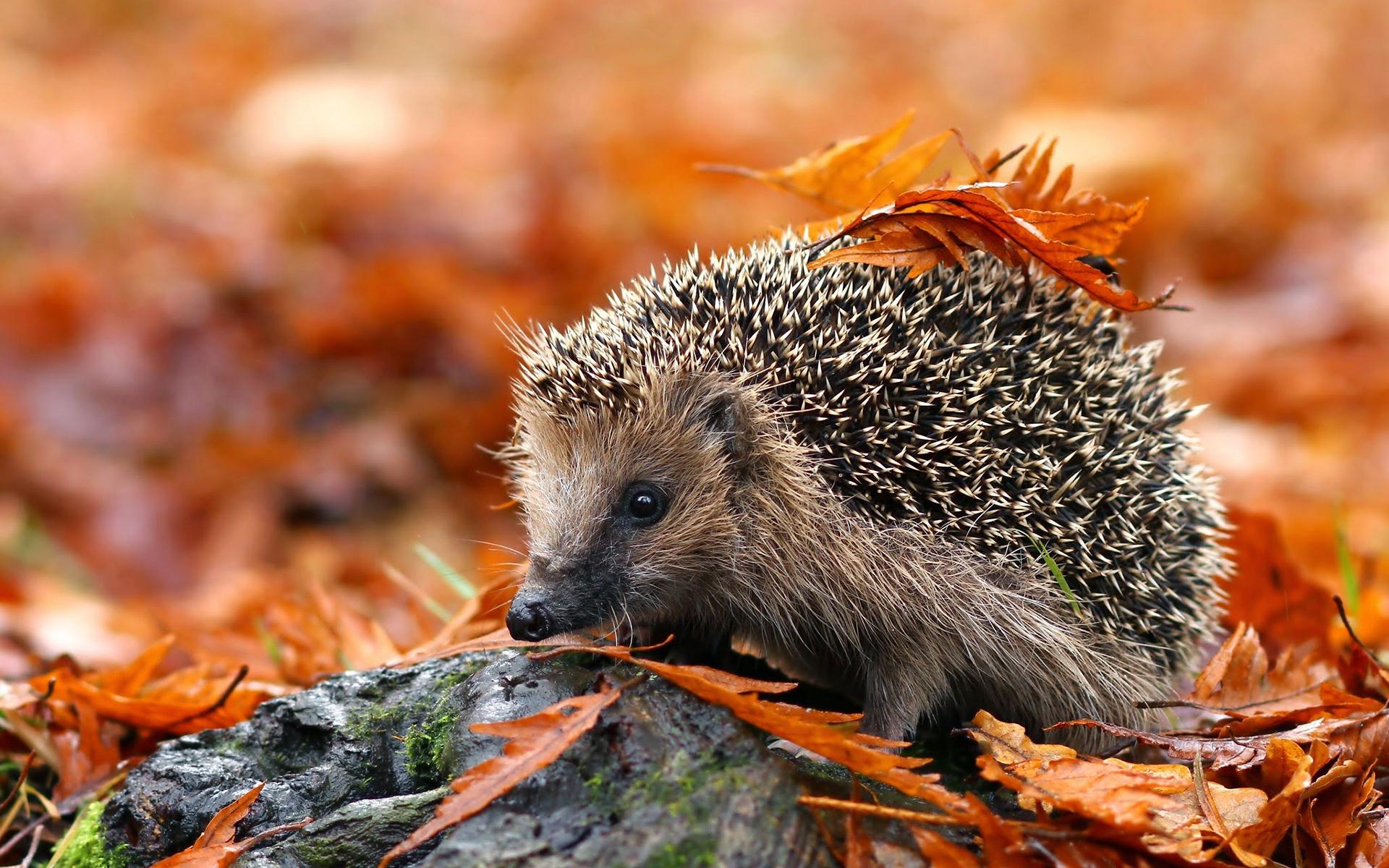 Фото: wallpapers.99px