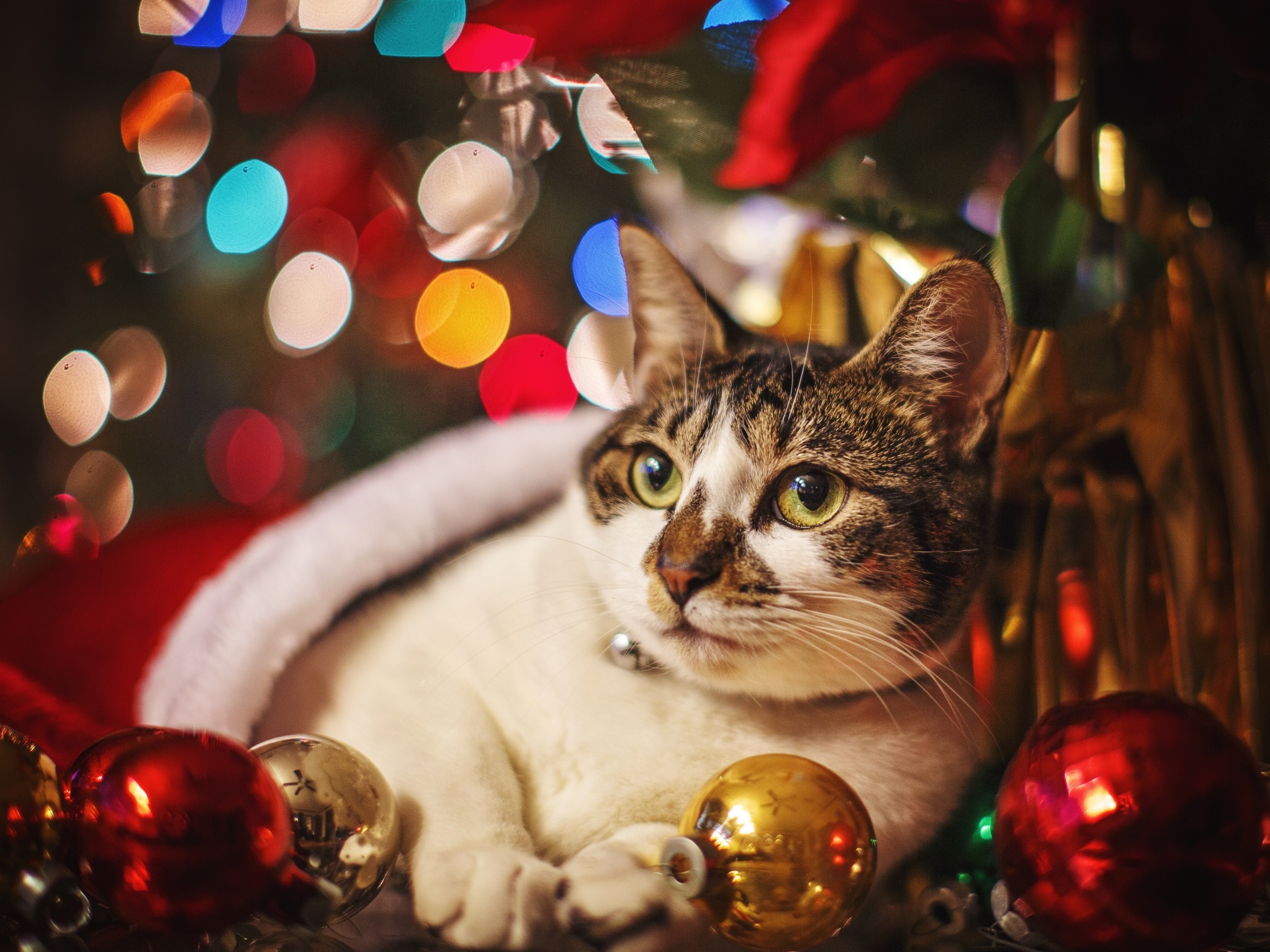 Новый Год Кота Боба Новый Год Кота Боба