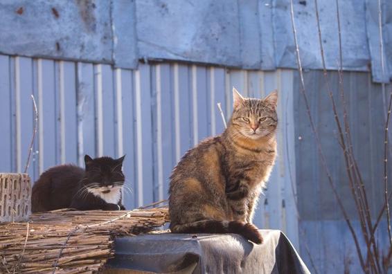 Фото: "Котомистечко"