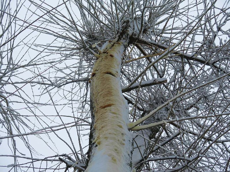 Drawing winter landscape. Trees in the snow.