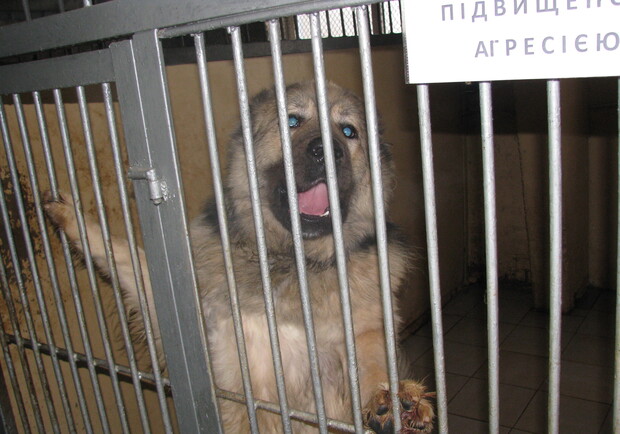 Некоторые заключенные в приютах очень опасны. Фото Зинаиды Рошу. 
