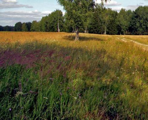 Запорожцы смогут гулять просторными парками.
Фото vgorode.ua.