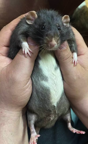 В Киеве выросла самая большая крыса в Украине -