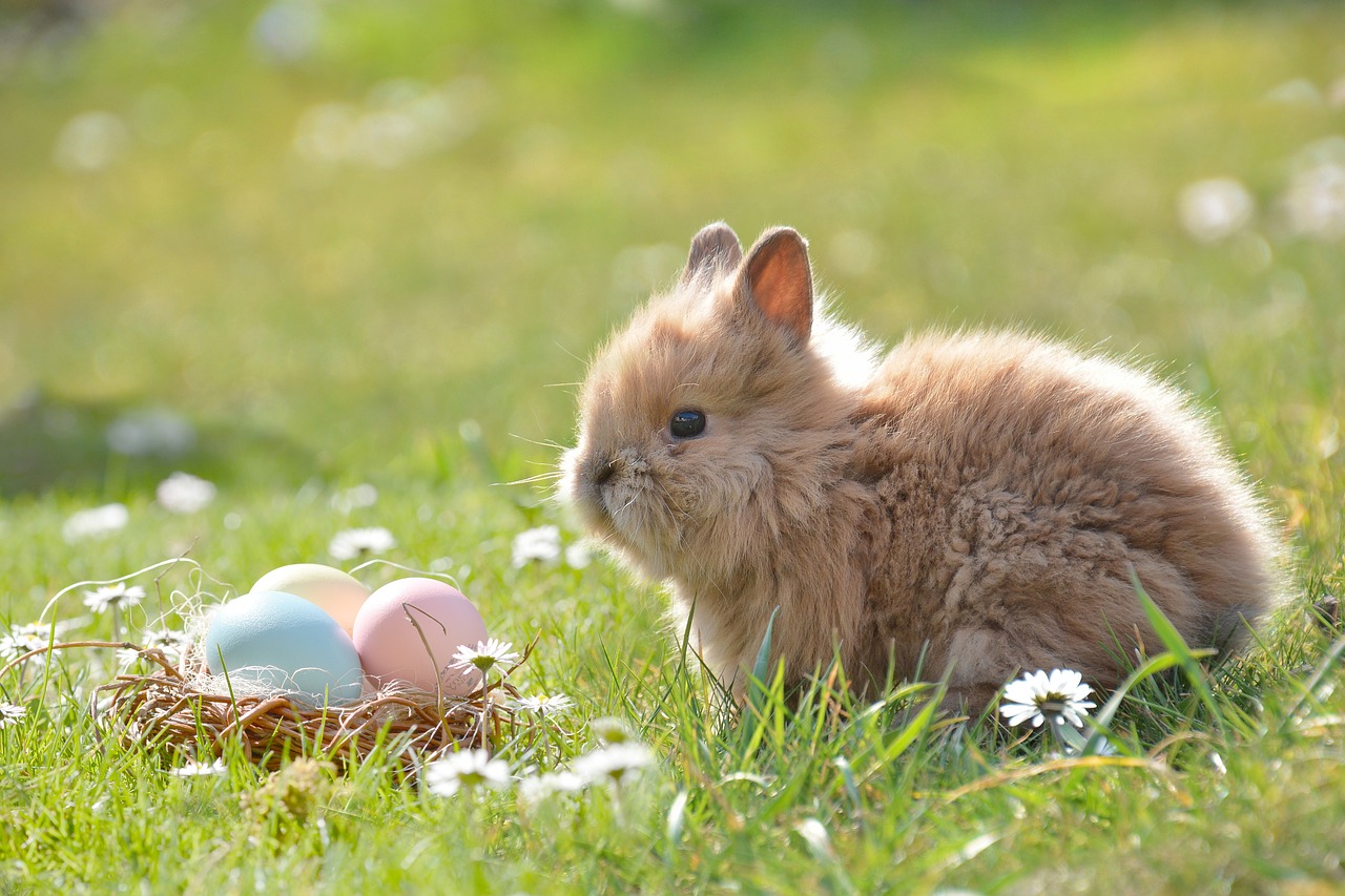 Пасхальный кролик; фото: pixabay