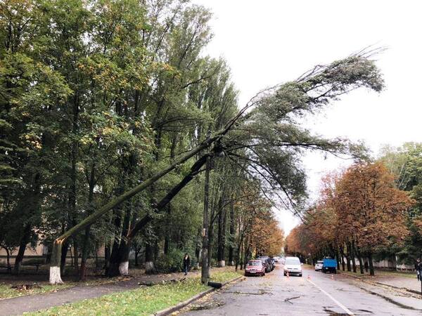 Дерево повисло на проводах. Фото: пресс-служба "Киевзеленстрой"