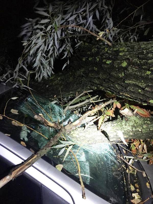 Машину придавило деревом. Фото: пресс-служба "Киевзеленстрой"
