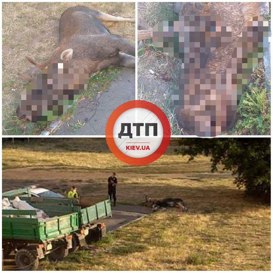 Водители оттащили сбитое животное с проезжей части. Источник фото: dtp.kiev.ua