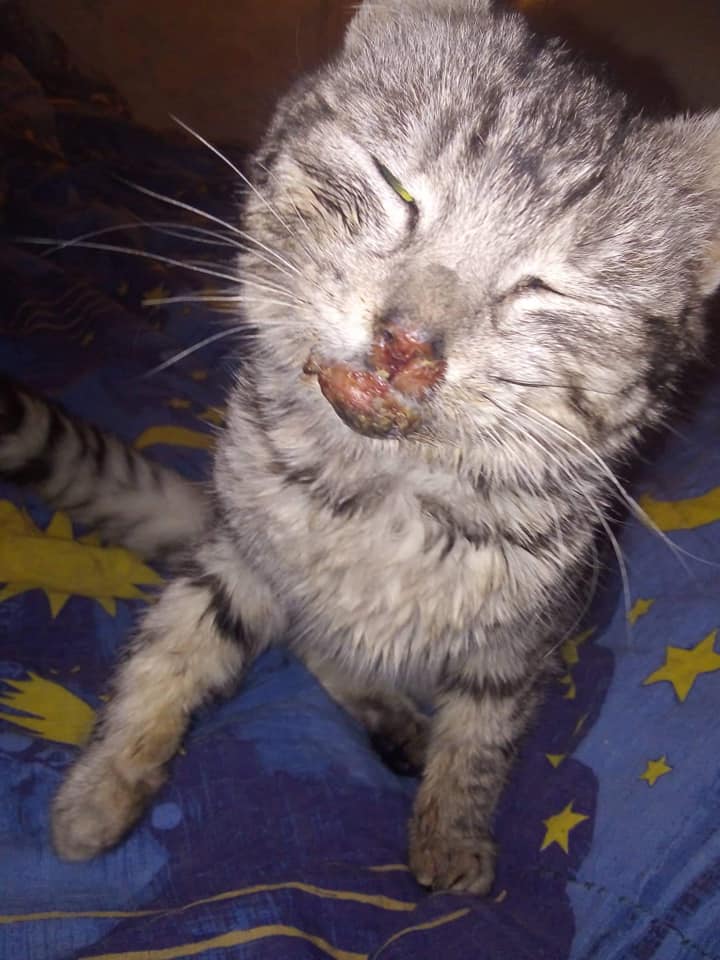 "Котик не мог кушать / фото: fb Анна Супрун"