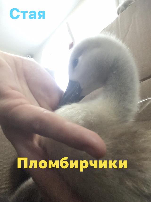 "В Запорожье спасают лебедят - фото: fb Олеся Кулык"