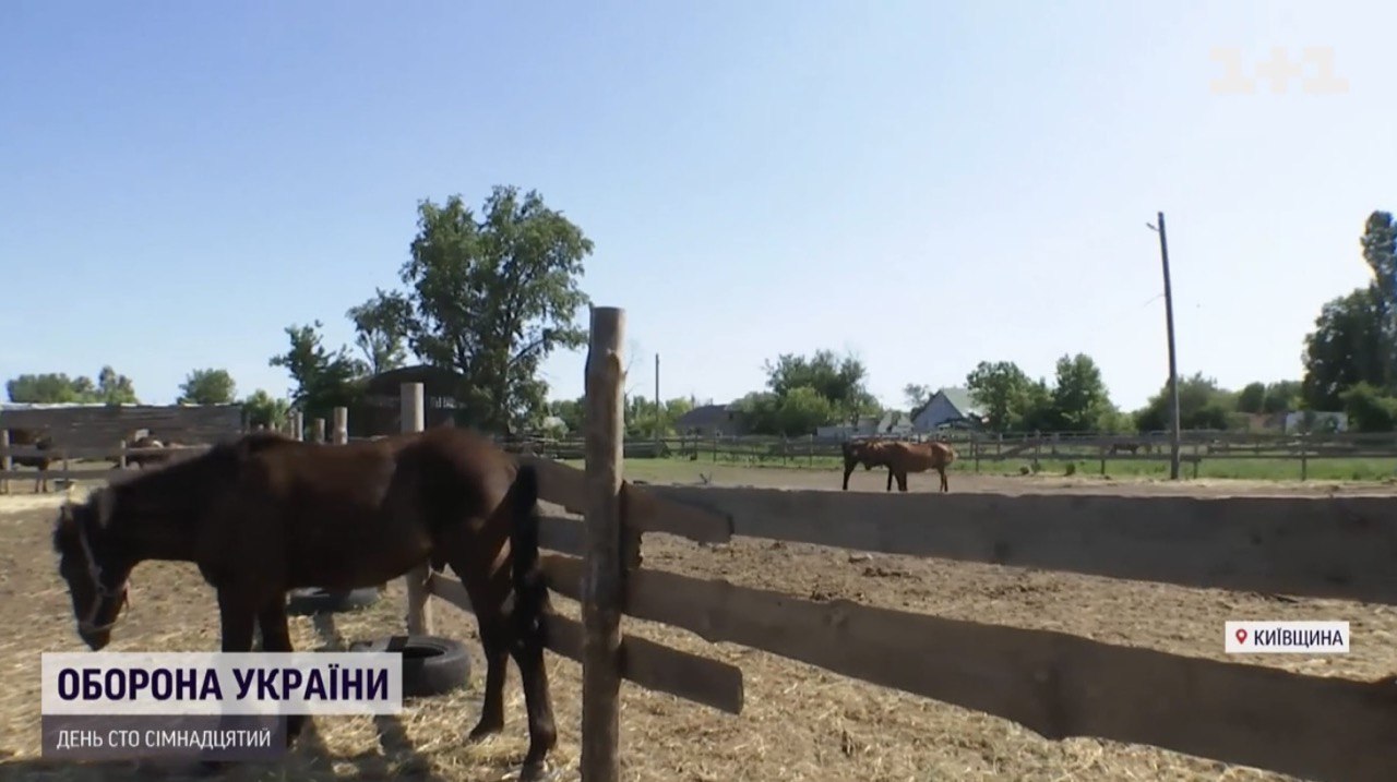 На Киевщине кафиры разбомбили конный клуб, а лошадей распустили. || Фото: ТСН